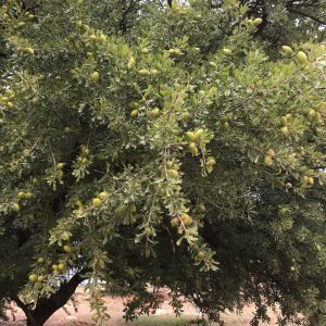 Argan Groupe Emile Biopartenaire