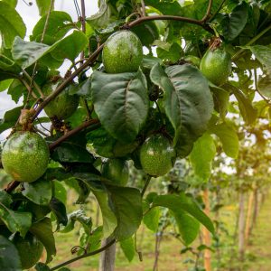 Avocat Groupe Emile Biopartenaire