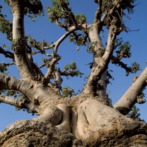 Baobab Groupe Emile Biopartenaire