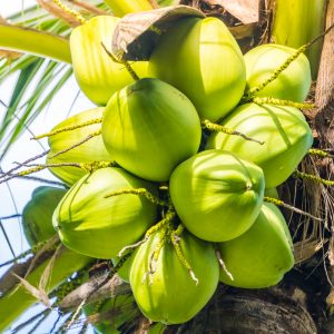 Noix de Coco Groupe Emile Biopartenaire