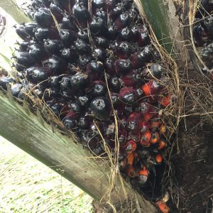 Palme Rouge Groupe Emile Biopartenaire
