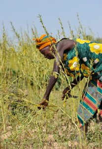 Filière sésame biologique et équitable au Mali
