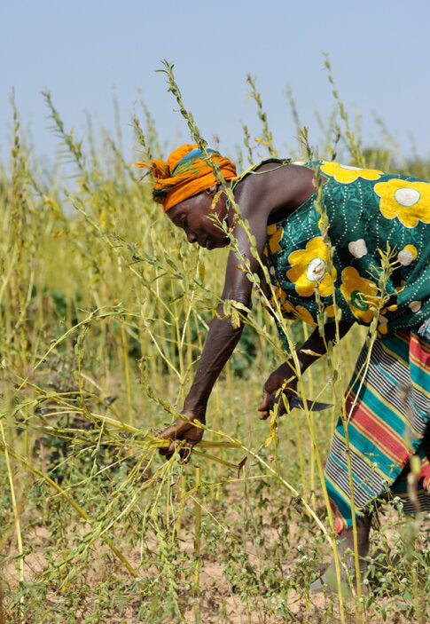 Filière sésame biologique et équitable au Mali