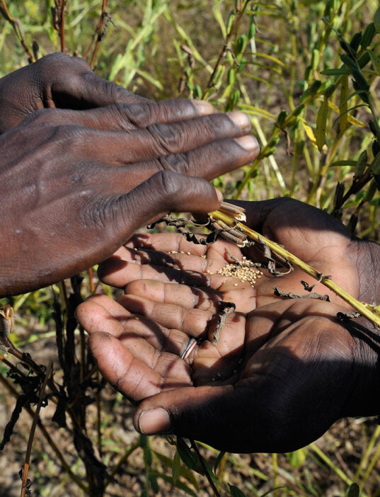 Producteurs de sésame de la filière Mali - France